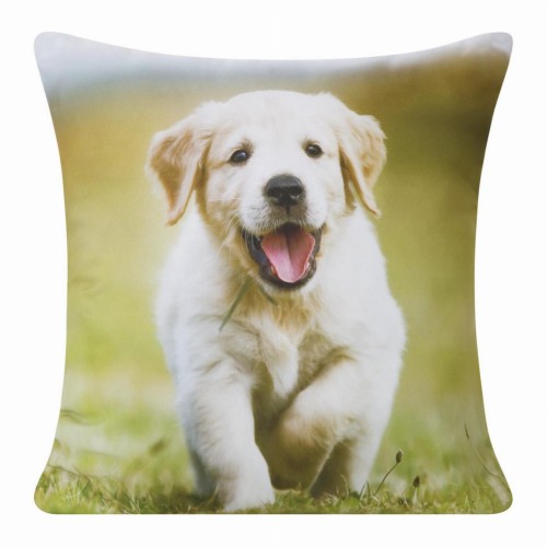 chp_animal_66_40x40[P1].jpg