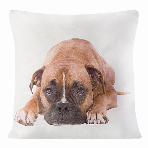 chp_animal_34_40x40[P1].jpg